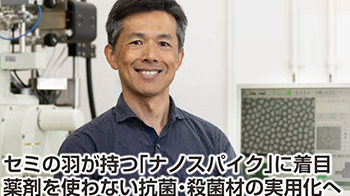 【創(chuàng)新日本走訪】（13）聚焦蟬翼上的“納米釘”，實現無需藥劑的抗菌殺菌材料
